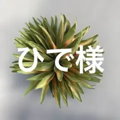 フラダンス ヘアアクセサリー クリップ 緑とオレンジのグラデーション