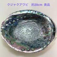 NO.86-6 貝殻クジャクアワビ(メキシコアワビ)磨き　約20cm