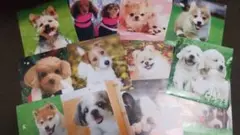 ワンちゃんショット×12枚