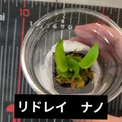 K*n様 ridleyi nano 引取限定　ビカクシダ ビカクシダ リドレイ Platycerium Ridleyi コウモリラン