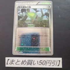 巨大植物の森 XY ミラー