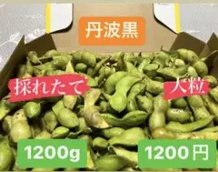 採れたて 枝豆 大粒 丹波黒 1.2kg