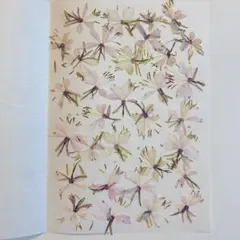 ガウラ＊押し花　15×10×3枚【4枚目おまけ】