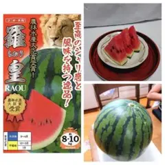 羅皇 スイカ 種 7粒 西瓜 最高糖度 甘くて美味しいスイカはこれです