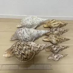 貝殻セット 大中小 置物