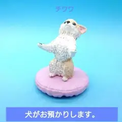 可愛い【エール／Gスタ】犬がお預かりします。 チワワ