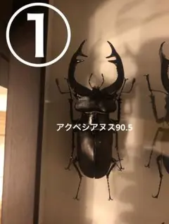 ※超希少！　セルビア産ヨ−ロッパミヤマ（ケルブス）♂野外標本 超希少！セルビア産ヨ−ロッパミヤマ（ケルブス）♂野外標本
