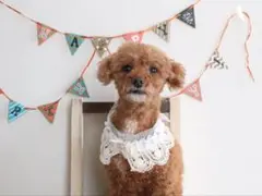 確認用です