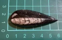 オルソセラス化石①