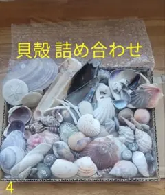 貝殻詰め合わせ 4