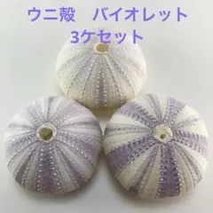 NO.68V-146 アーチン(ウニ殻) バイオレット　濃淡　3ケセット