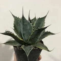 多肉植物 アガベ ファイヤーボール パラサナ錦 希少 大株