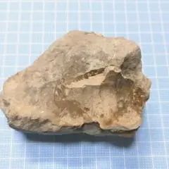 ワニ類の糞化石キャスト