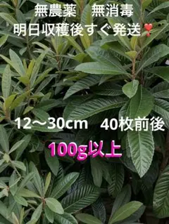 びわの葉 無農薬 収穫後すぐ発送 新鮮 枇杷の葉 ビワの葉 お茶 うさぎの餌