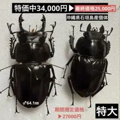 2025年最新】ヤエヤママルバネクワガタの人気アイテム - メルカリ