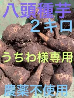 m42643479191_1.jpg?1744887677