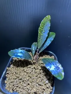 【限定一株】AZ便 Bucephlandra sp Deep Purple