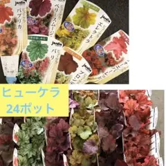 綺麗だなぁ。ヒューケラ ハルディン 24ポット