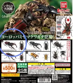いきもの図鑑　くわがた　05　ヨーロッパクワガタ　赤　フィギュア