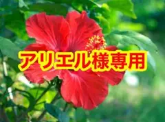石垣島産「フルーツパパイヤ(石垣珊瑚)」2kg