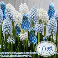 10球◆球根 ムスカリ オーシャンミックス ブルーミックス混合 白~水色~青系*