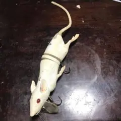 3Dラットベイト