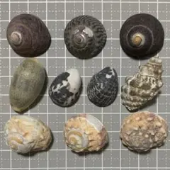 【9】 天然ヤドカリハウス 貝殻セット