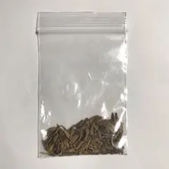 g*x様 50粒 パキポディウム アンボンゲンセ 種子 パキポディウム アンボンゲンセ 種子 20粒 Pachypodium