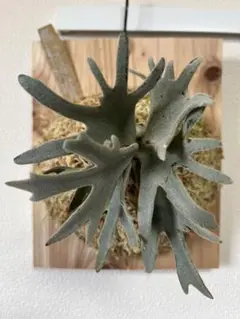 m*a様 P.willinckii Nook dwarf sporeing 脇目 Sabudi•鹿角有毒| P.Willinckii “Meowth”(爪哇喵喵） (Nook