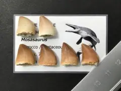 Item thumbnail for item 53b87fb1-8b86-4a81-ad48-942433d8fbc0