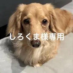 Item thumbnail for item dc0539a9-90c4-4ae0-b96f-4e0ea0bc342c