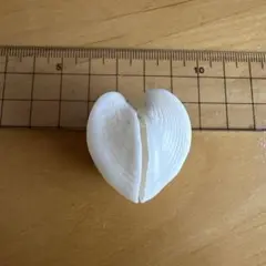 目八葵貝　もくはちあおいがい