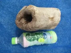 天然 樹洞 クワリウム 登り木 2穴貫通 №96