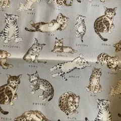 ❤︎ ワイルドキャッツコレクション ❤︎ ライトグレー綿１００% １１０㎝×５０㎝