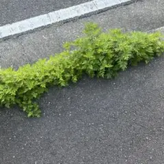 Item thumbnail for item c3d4d5c5-6cc3-4b03-9a8e-0b6c268cc41a