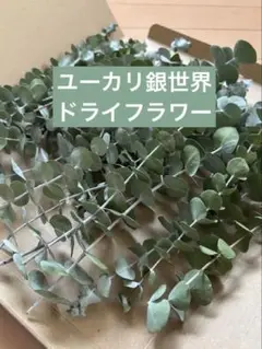 ユーカリ銀世界 ネコポス　ドライフラワー　スワッグ