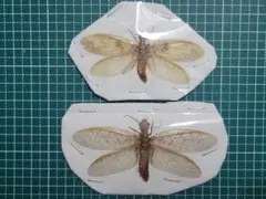 2025年最新】ヘビトンボ 標本の人気アイテム - メルカリ