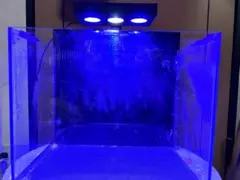 小型水槽 シェル2 海道達磨 海水魚水槽