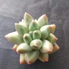 多肉植物 リンクス