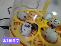 うずら　有精卵　10個　ハンドメイド用　8/6日まで