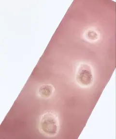 Item thumbnail for item 1de96bbe-b1fb-4b29-b1d9-9502384c3102