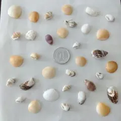 貝殻　小さめ