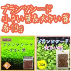 水草のたね
