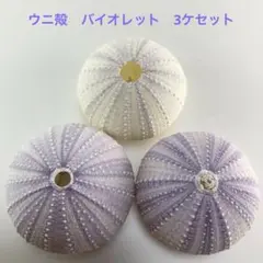 NO.68V-151 アーチン(ウニ殻) バイオレット　濃淡　3ケセット
