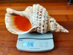 沖縄法螺貝 2025年最新】沖縄の法螺貝 ほら貝の人気アイテム - メルカリ