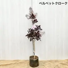 2025年最新】スモークツリー ベルベットクロークの人気アイテム