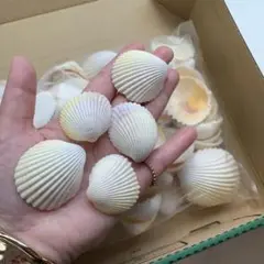 貝殻　まとめ売り　500g ウェディング　ホワイトインテリア　貝殻セット　二枚貝