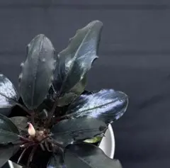 水草 Buce sp.\"Upper pearl midnight blue\" Buce sp.Upper pearl midnight blue