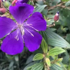 ミニ 様専用です。