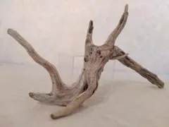 アクアリウム・ハンドメイド・エアープランツ向け 塊根ホーンウッド流木 約40cm